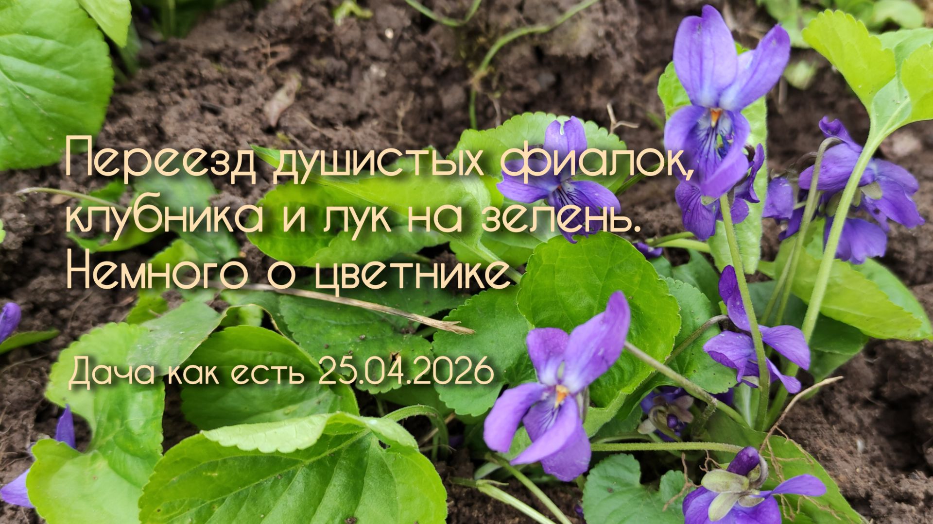 Душистые фиалки - из города на дачу. Прополола клубнику, посадила лук / Дача как есть 25.04.2026