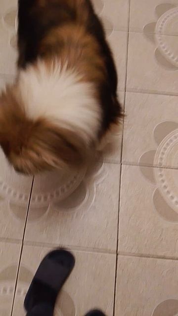 щас руку съест 🤣