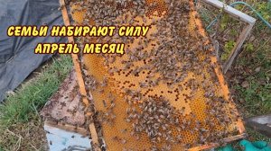 пчеловодство, семьи набирают силу апрель месяц