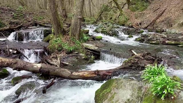 Горная речка в весеннем лесу для снятия стресса
