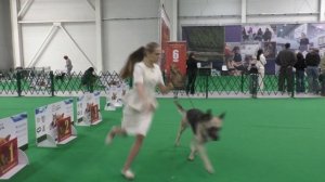 Калужский Витязь Валькирия Мейз