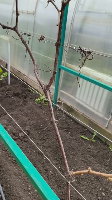 виноград проснулся 26 апреля #теплица #дача #садоводничество #огород #уходзатеплицей
