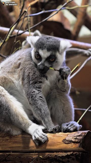 Лемур уплетает ветку. Ленинградский зоопарк