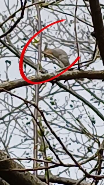 Первый голос по белке годовалый кобель