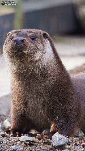 Речной выдрик Чип проверяет обстановку. Зоо Дзен, Токсово, Ленинградская область