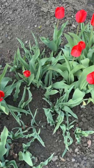 ДНР. Харцызск.  26.04.2026. Цветы у дома. Тюльпаны