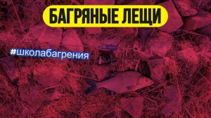 | Багряные лещи | Научу багрить рыбу без регистрации и СМС |