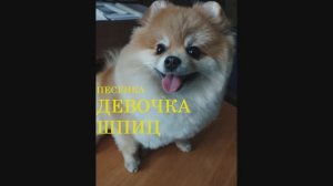ПЕСЕНКА ДЕВОЧКА ШПИЦ
