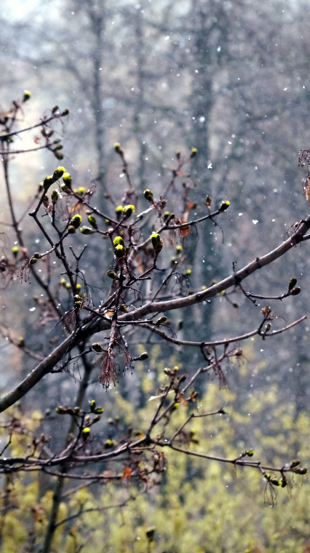 Клён снег и после