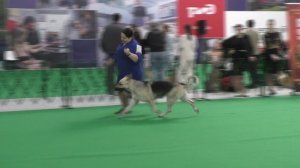 Бойкая Стая Инстинкт Шерон Стоун