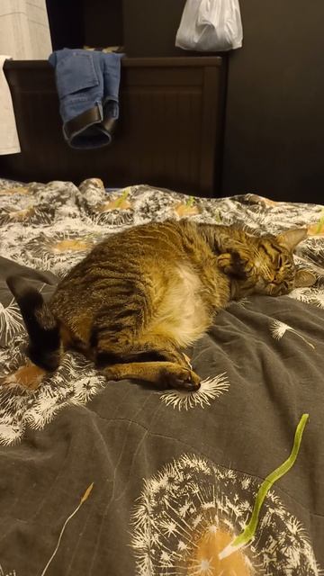 Кот спит, хвост нет