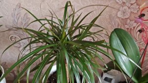 Обзор моих цветов, рассады 🌱