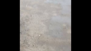 Свалка около парка Алтуфьева?