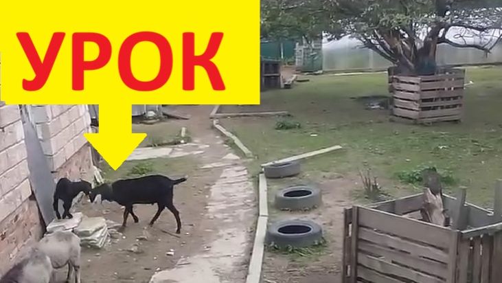 Может козёл учить?
