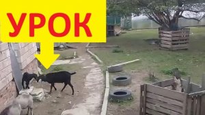 Может козёл учить?