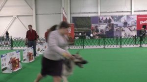 Калужский Бриллиант Гордый Витязь Виктор