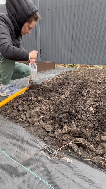 Сажаю петрушку, кинзу и салат