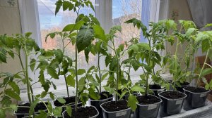 25.04.26 Влог: высаживать рано. Лук с ВБ. Гидрогель в грунт.