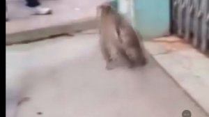 Белый петух против обезьяны.