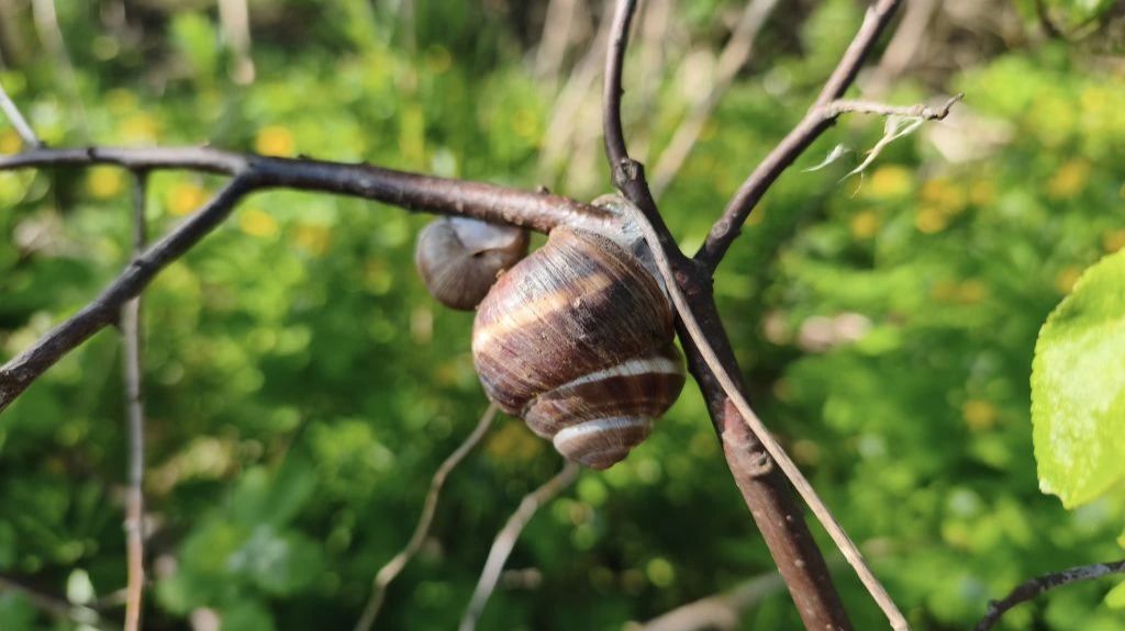Борьба с виноградной улиткой, медведкой (капустянкой) и лечинкой майского жука.
