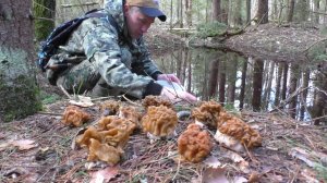 ГРИБНОЙ БУМ! Тазики, вёдра и корзины — всё заполнено! ТАКОГО урожая грибов мы не ожидали! 🍄💥