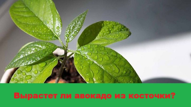 Авокадо - как вырастить из косточки в домашних условиях?