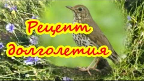 Рецепт ДОЛГОЛЕТИЯ 🦢Пение ПТИЦ ИСЦЕЛЯЕТ - Лечение пением птиц🦜