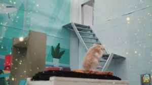 Приключения хомячков — открываем для себя самые удивительные страны мира! часть 1