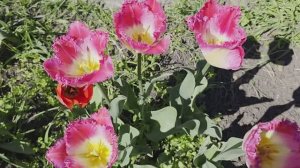 МНЕ НЕ ПОДХОДЯТ ЛЮБЫЕ СОВЕТЫ  ПО УХОДУ ЗА САДОМ.Мои дела и наблюдения.🥰🥰🥰