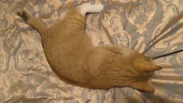 Кот в доме. Обычный день кота Лютика. Домашний уют с котом Лютиком: игры, мурчание, отдых.