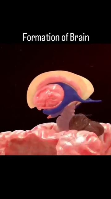 Процесс формирования мозга