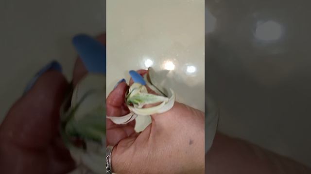 У нас перестройка. Переезд туалета на новое место. И подготовка места к мангальной зоне