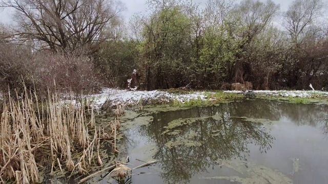 У нас снова выпал снег! Засыпало зелень: лук, чеснок, петрушку!