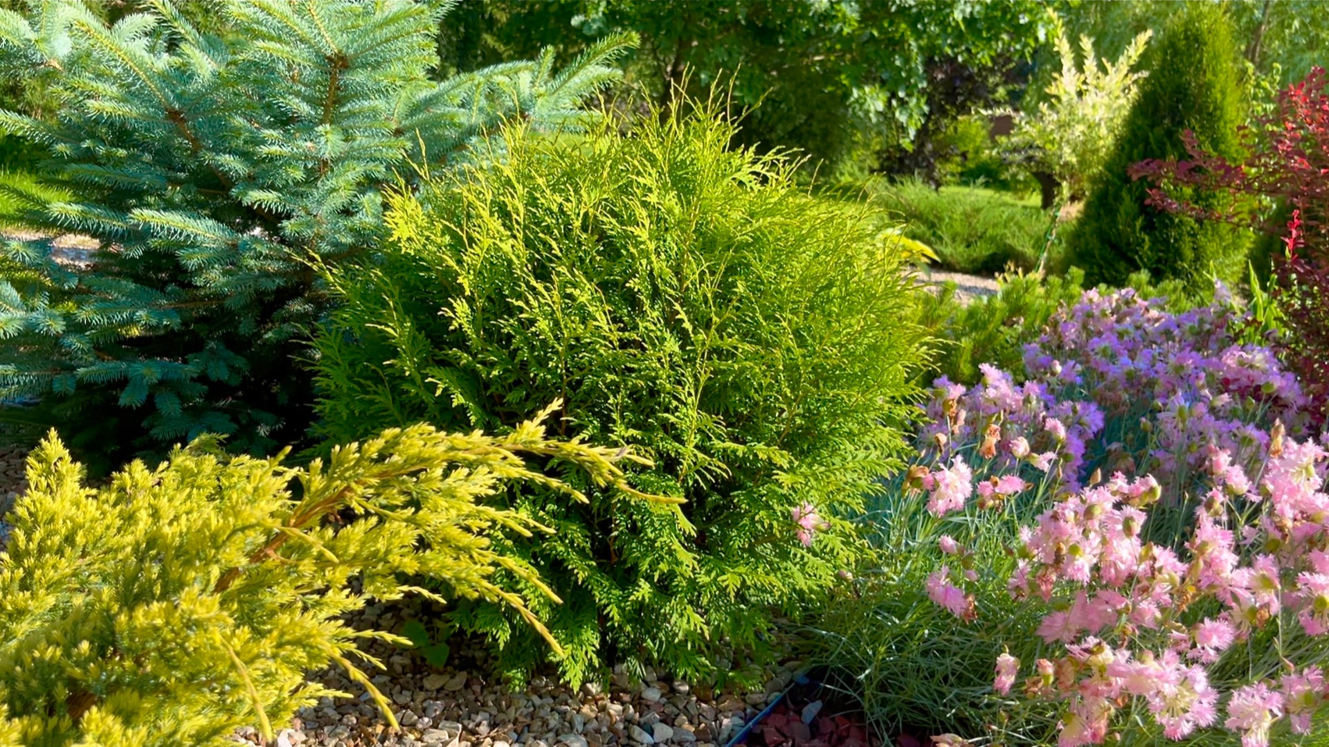 Особенности выращивания хвойных растений в средней полосе.