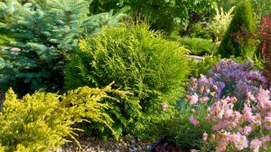 Особенности выращивания хвойных растений в средней полосе.