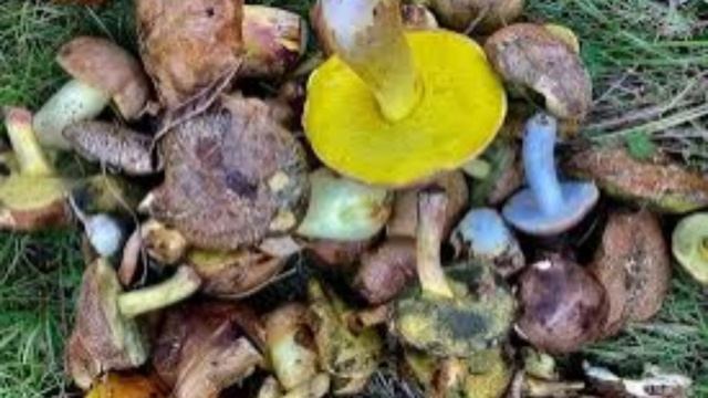 За сбор грибов жители России могут оказаться в тюрьме