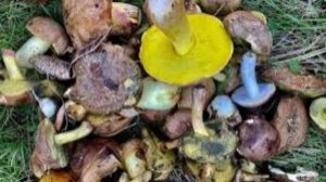 За сбор грибов жители России могут оказаться в тюрьме