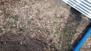 всё зеленеет