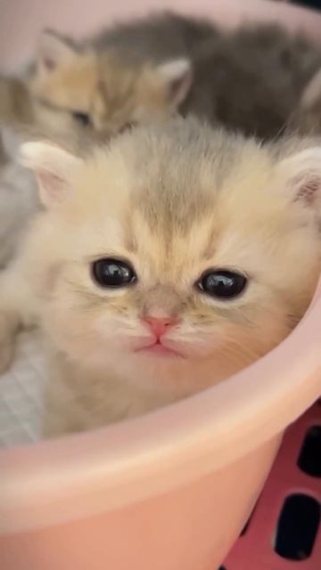 Автор: Kittenlover