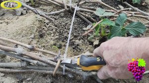 Виноград после зимовки.Какие работы необходимо выполнить. Виноградарство Воронежской области.