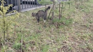 Ловлю котика.mp4