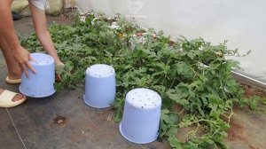 Выращивание арбузов в мешках - все секреты получения крупных, сладких плодов