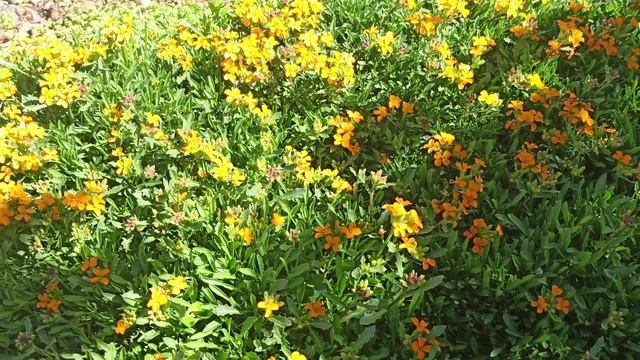 Цветущие растения в конце апреля!