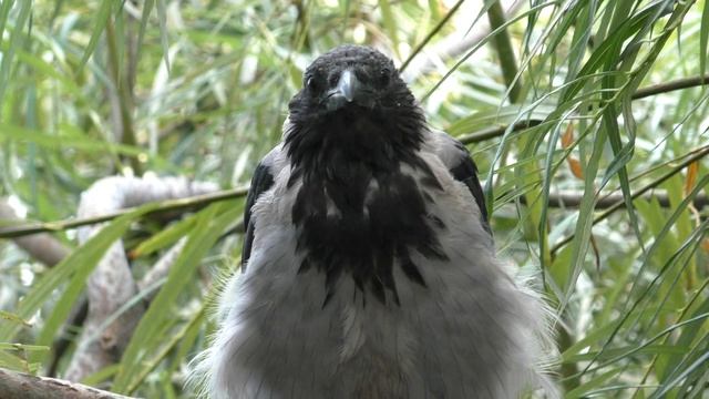 СЛЫШУ ГОЛОСА.Видео Татьяны Крестьянсковой