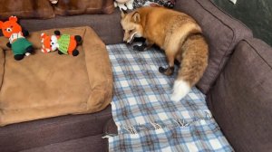 Лиса-Алиса. Лиса радуется обновленному дивану