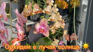 Апрельское ЦВЕТЕНИЕ ОрХиДеЙ 🩷💖💕 #орхидеи