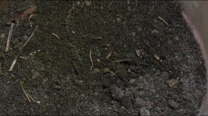 Грунт и Посев семян табака на рассаду (эксперименты)