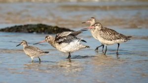 Обсуждение  «Борьба с непониманием путей Божьих»