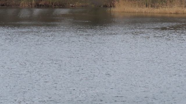 Ворона и остальные на Чёрном озере в Приоратском парке Гатчины