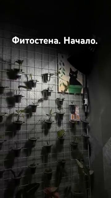 Фитостена.